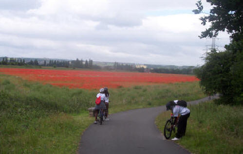 Poppy Field at Hawarden